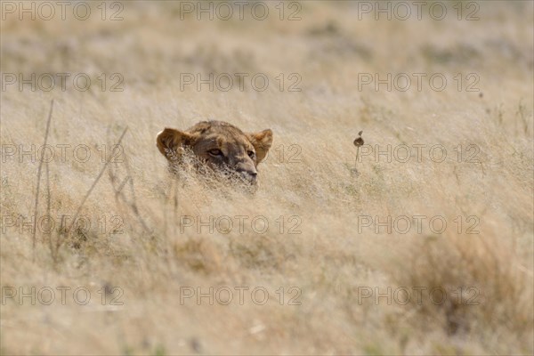 African lion