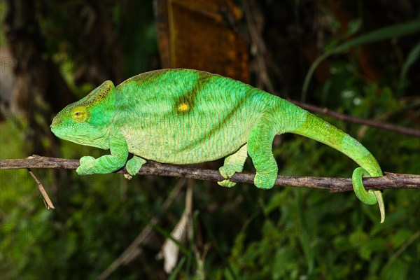Parson's chameleon