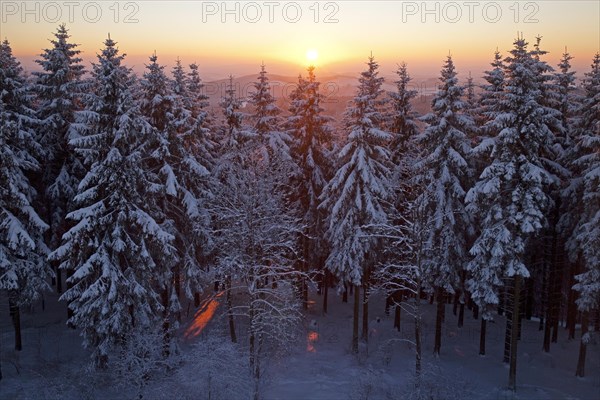 Snow covered spruce trees at sunset in winter
