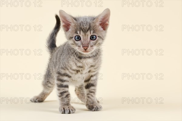Toyger
