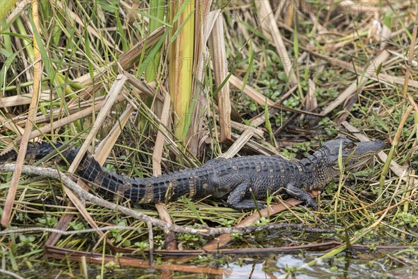 American alligator