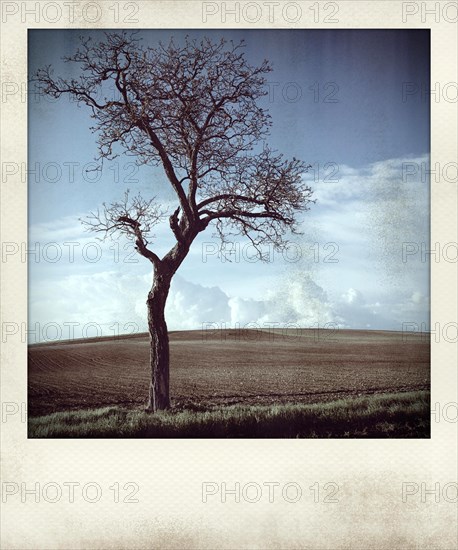 Polaroid effect of trees in countryside