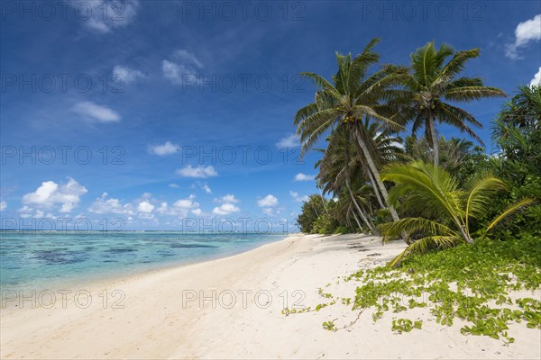 Sandy beach with palm trees and turquoise water