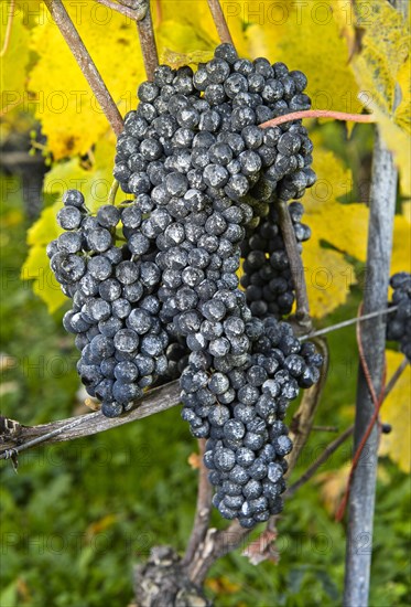 Kaolin coating on grapes as a natural pesticide in organic cultivation against spotted wing drosophila