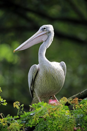 Spot-Billed Pelican