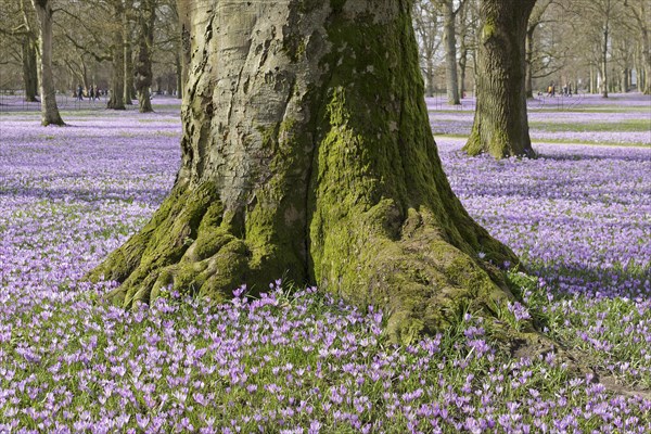 Crocuses
