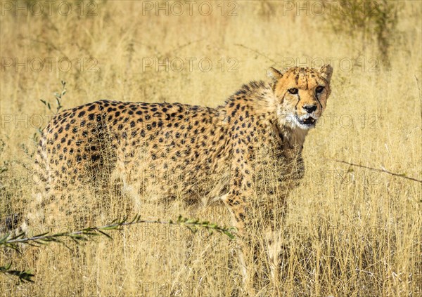 Cheetah