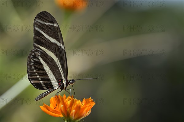 Zebra Longwing or Zebra Heliconian