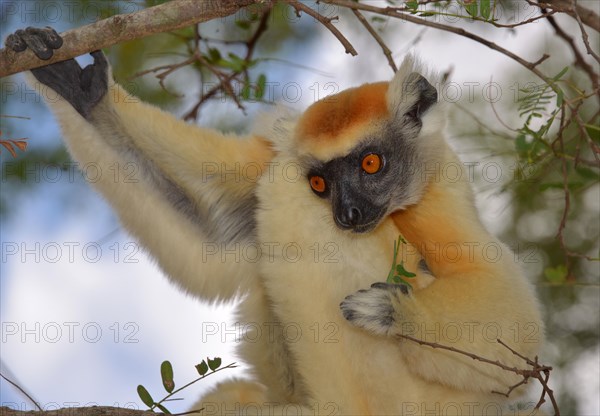 Gold Crown sifaka
