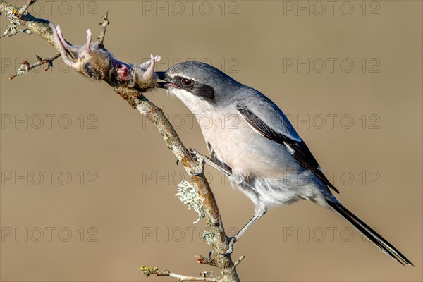 Southern grey shrike