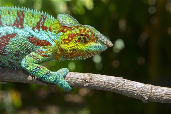 Panther chameleon