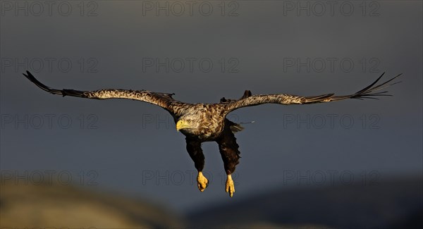 White-tailed eagle