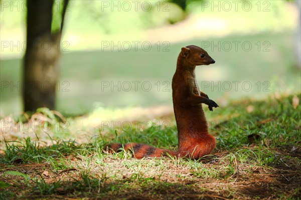 Ring-tailed mongoose