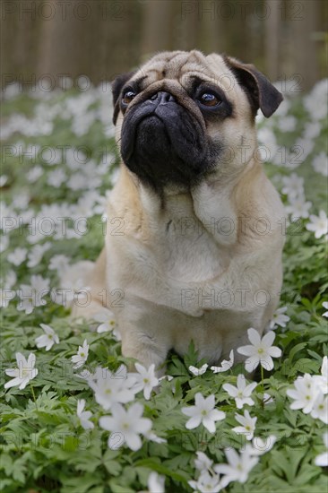 Pug sitting in meadow with wood anemones