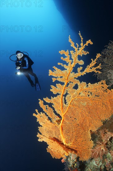 Diver