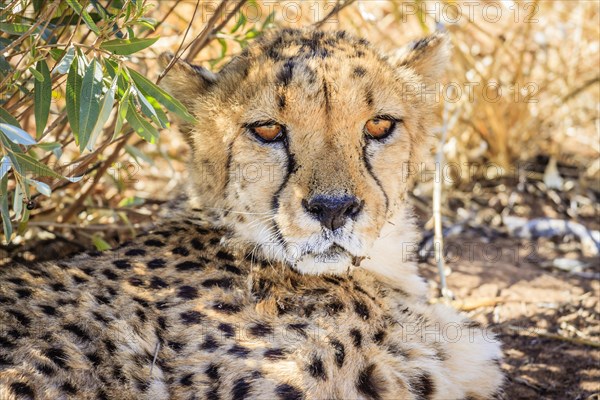 Cheetah