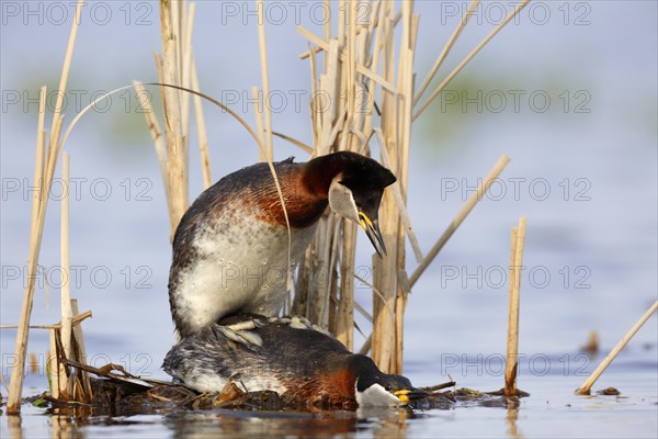 Red-necked grebes