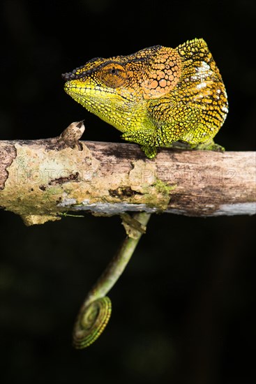 Mount Amber Shorthorn Chameleon