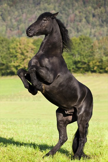 Friesian horse on hind legs