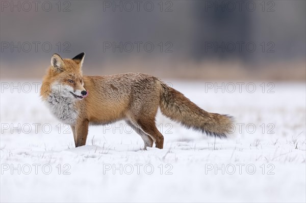 Red Fox