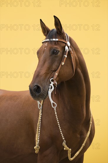 Portrait Western riding horse