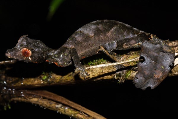 Satanic Leaf Tailed Gecko