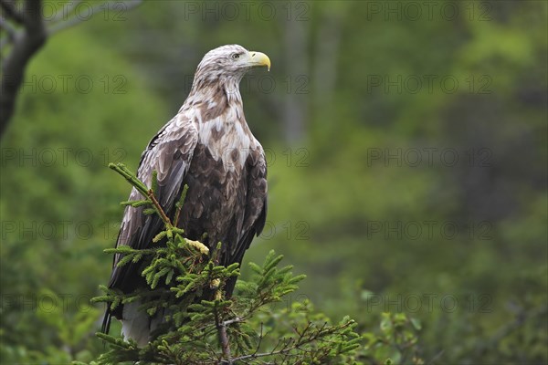 White-tailed eagle