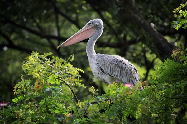 Spot-Billed Pelican