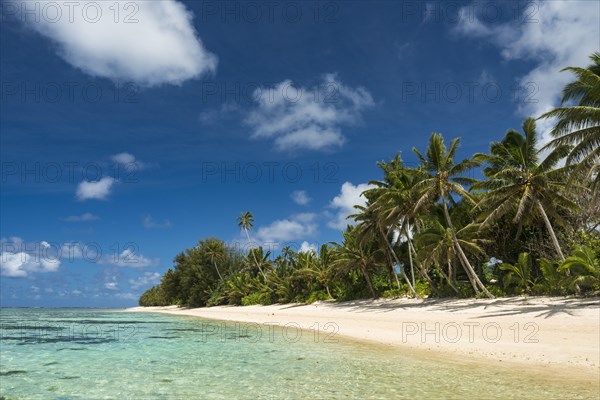 Sandy beach with palm trees and turquoise water