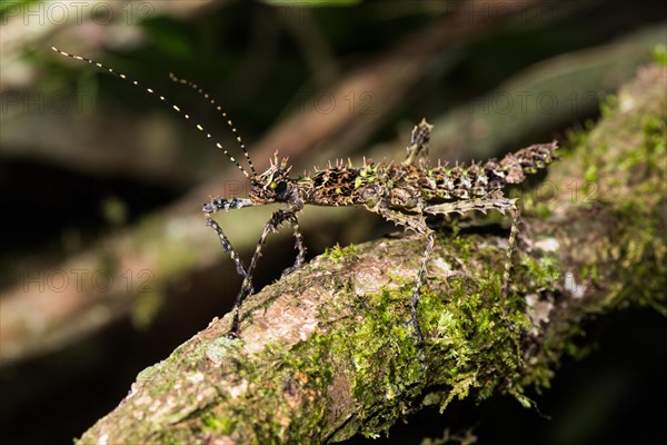 Thorny stick insect
