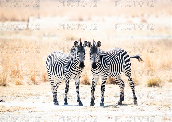 Pair of young Crawshay's zebras