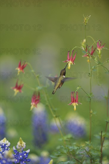 Black-chinned Hummingbird