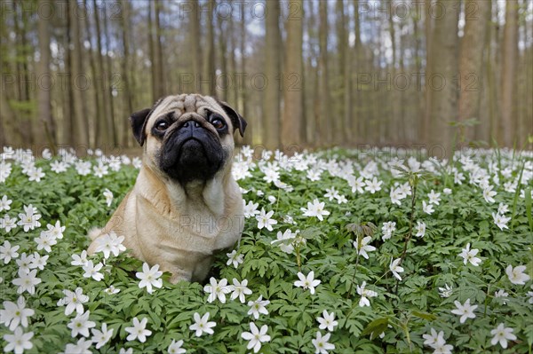 Pug sitting in meadow with wood anemones