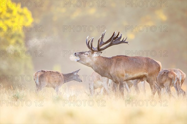 Red deer