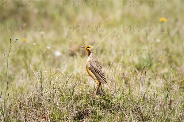 Cape longclaw