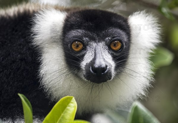 Black-and-white ruffed lemur
