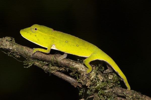 Perinet chameleon
