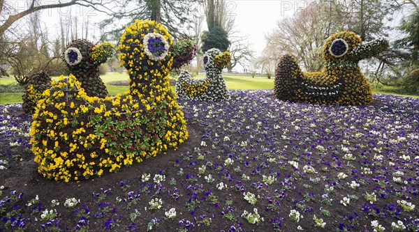 Blooming flower beds arranged as ducks
