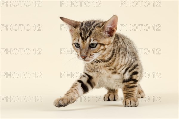 Toyger