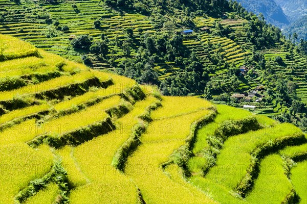 Agricultural landscape