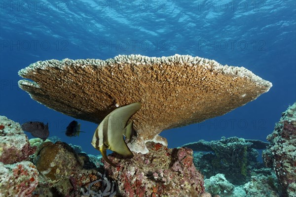 Young longfin batfish