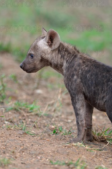 Spotted hyena or Laughing hyena