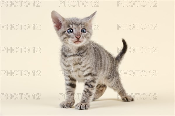 Toyger