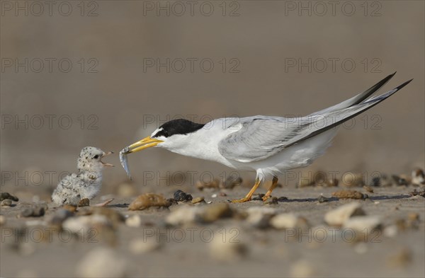 Least Terns