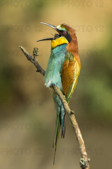 European bee-eater