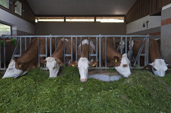 Dairy cows in an exercise pen eating grass