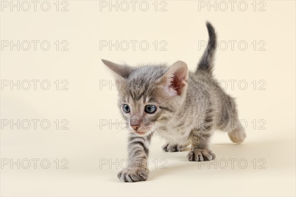 Toyger
