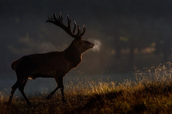 Red deer