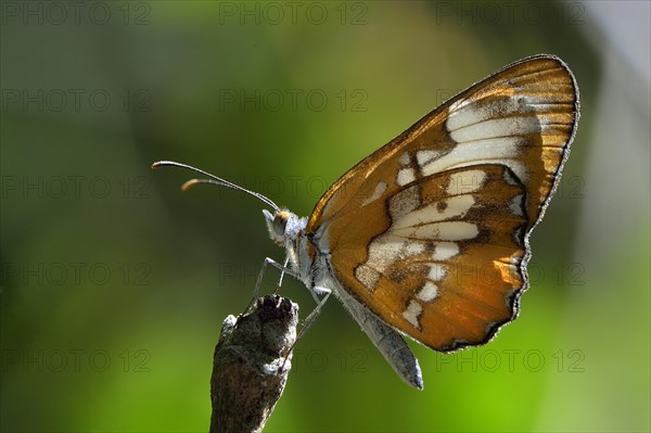 Nymphalid Butterfly