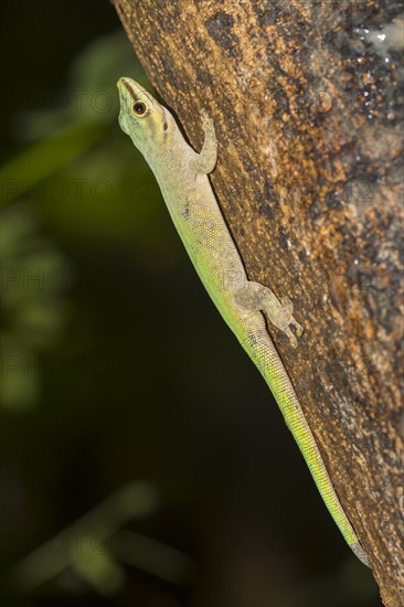 Abbott's day gecko